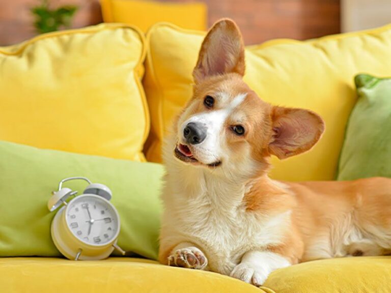 12 Proven Tricks to Quiet a Constantly Barking Dog - Epic dogs tales - Reducing Dog Barking From Daily Changes In Household Emotional Release