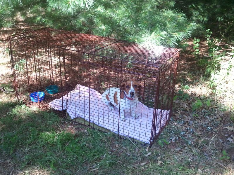 Use Humane Traps If Necessary