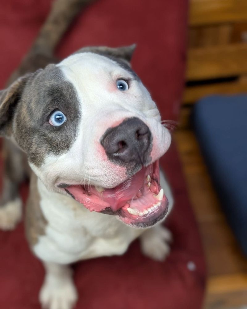 Pit Bull