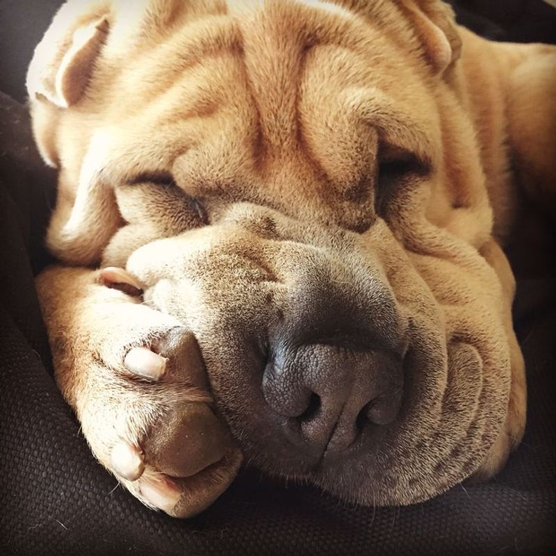 Shar Pei