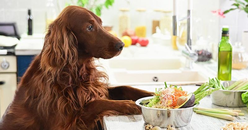 Farmer's Dog