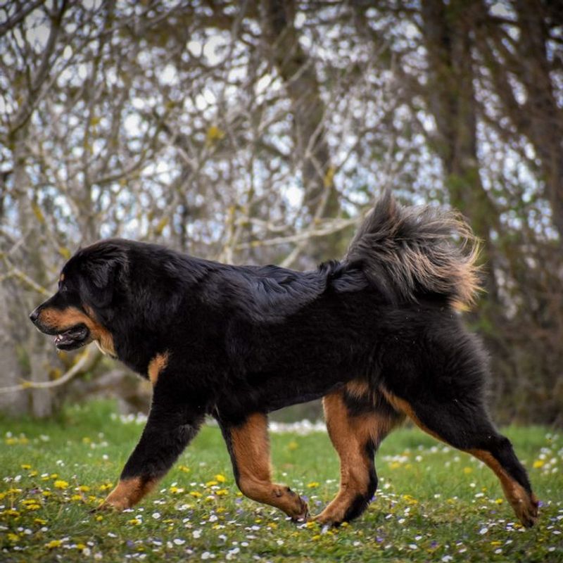 Tibetan Mastiff