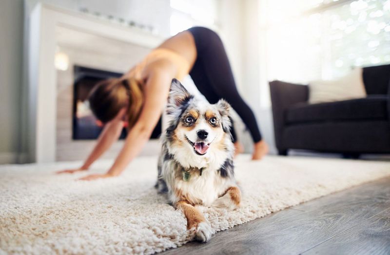 Gentle Yoga for Dogs