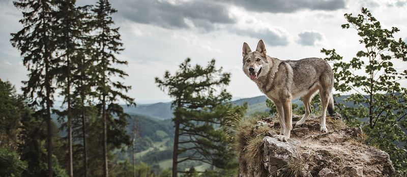 Czechoslovakian Wolfdog