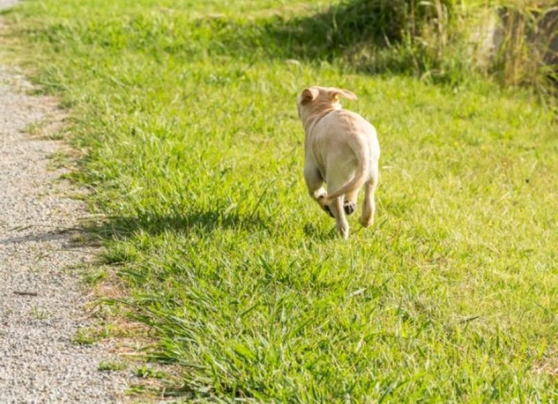 Chase After the Dog