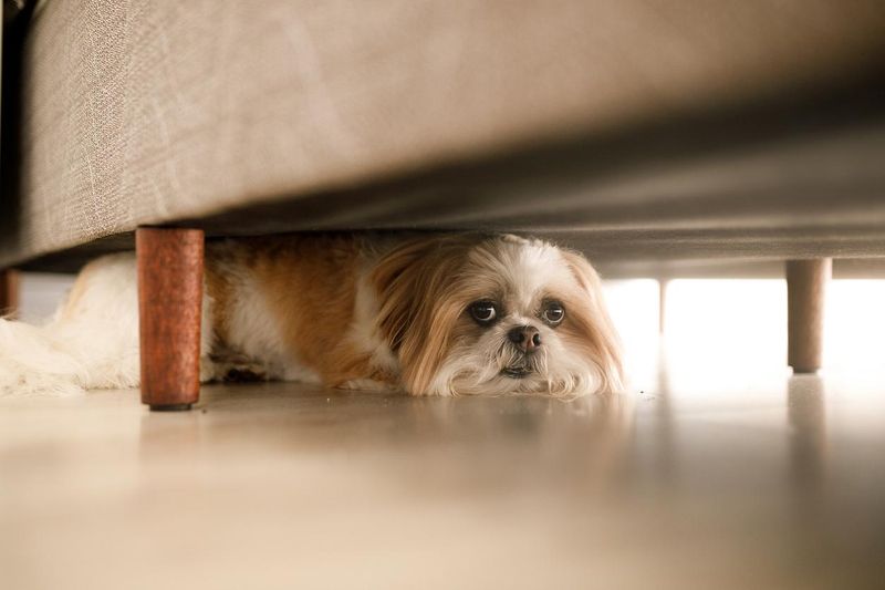 Hiding or Escaping