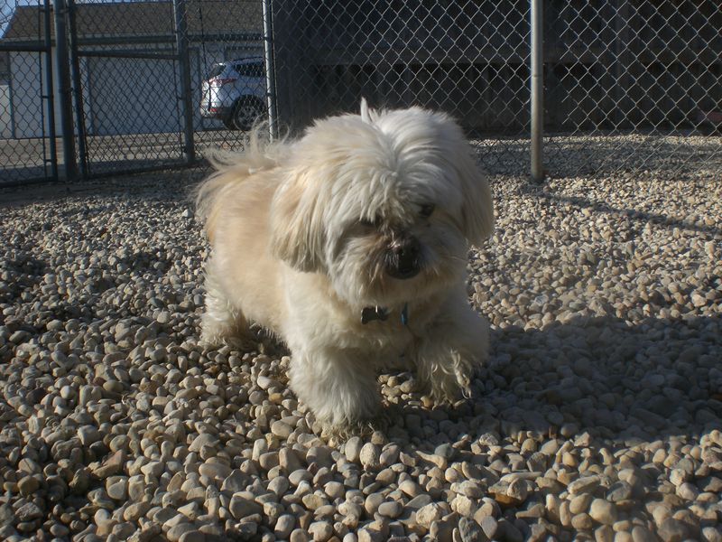 Lhasa Apso