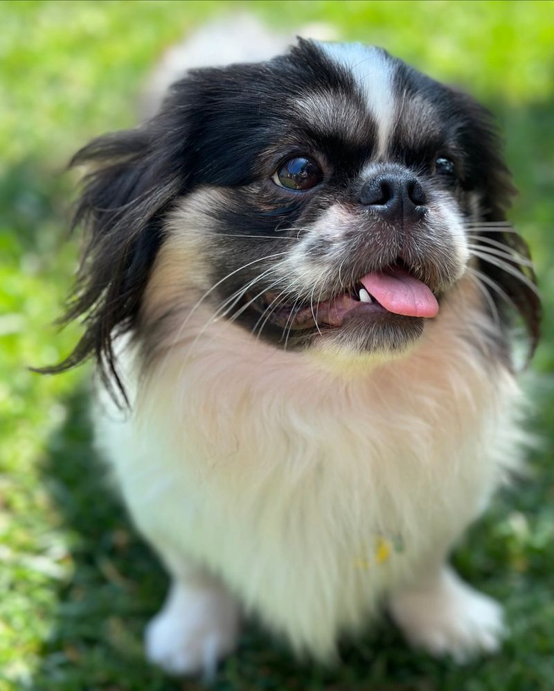 Pekingese