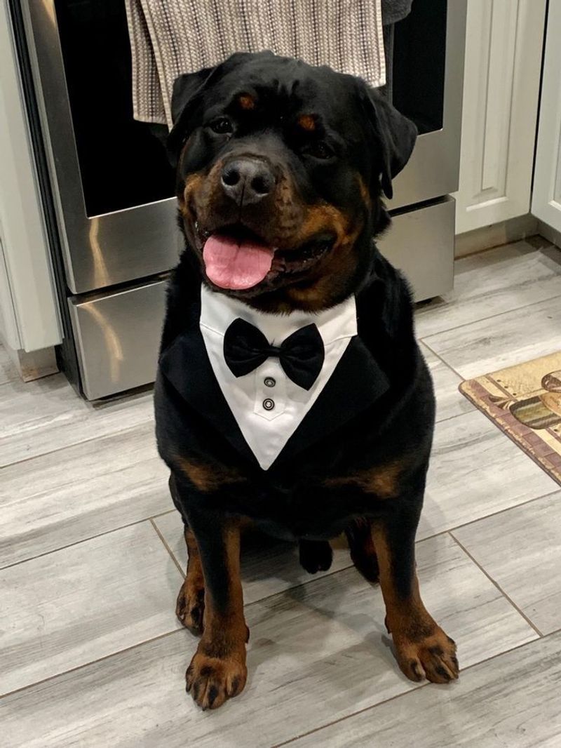 Rottweiler