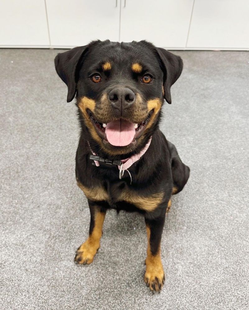 Rottweiler