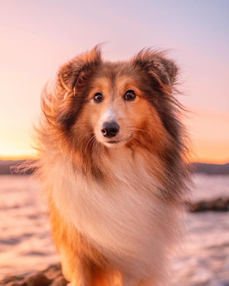 Shetland Sheepdog