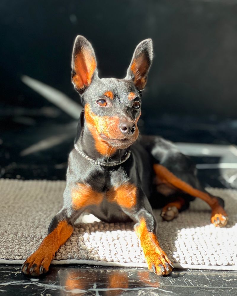 Miniature Pinscher
