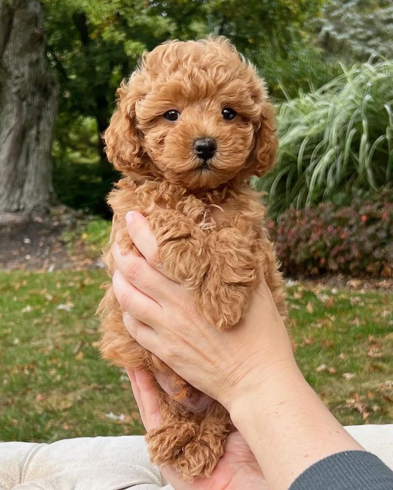 Toy Poodle