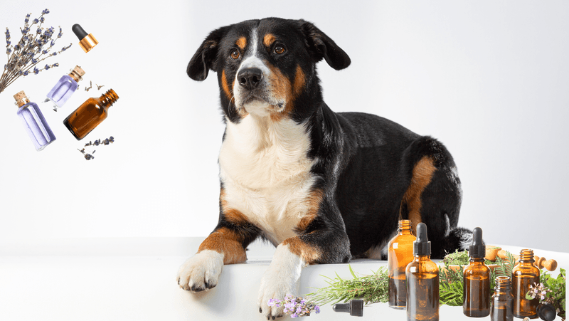 Using Essential Oils for Relaxation