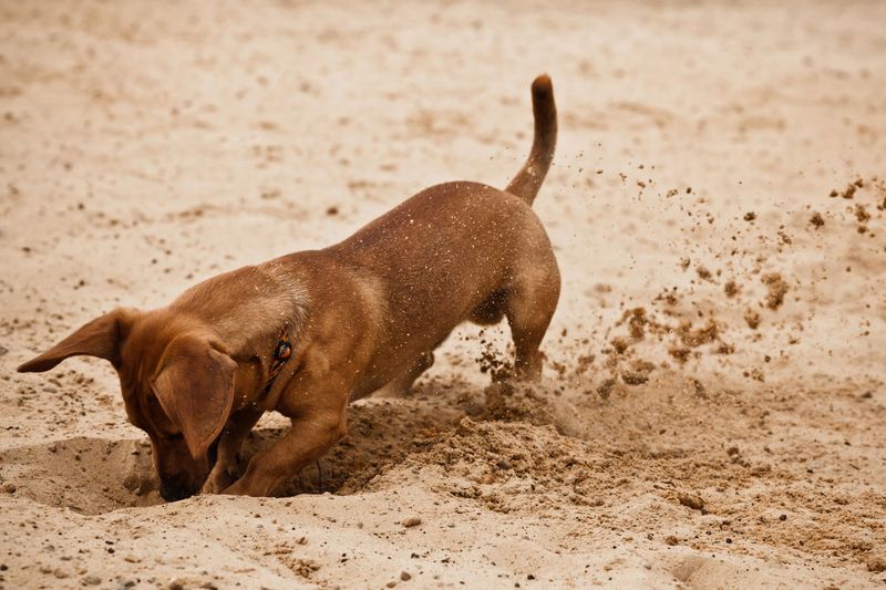 Zara the Zesty Dachshund