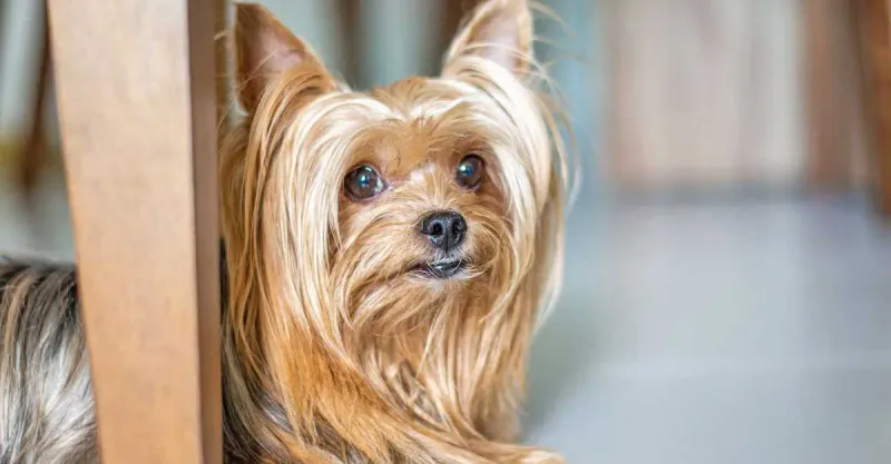 Yorkshire Terrier