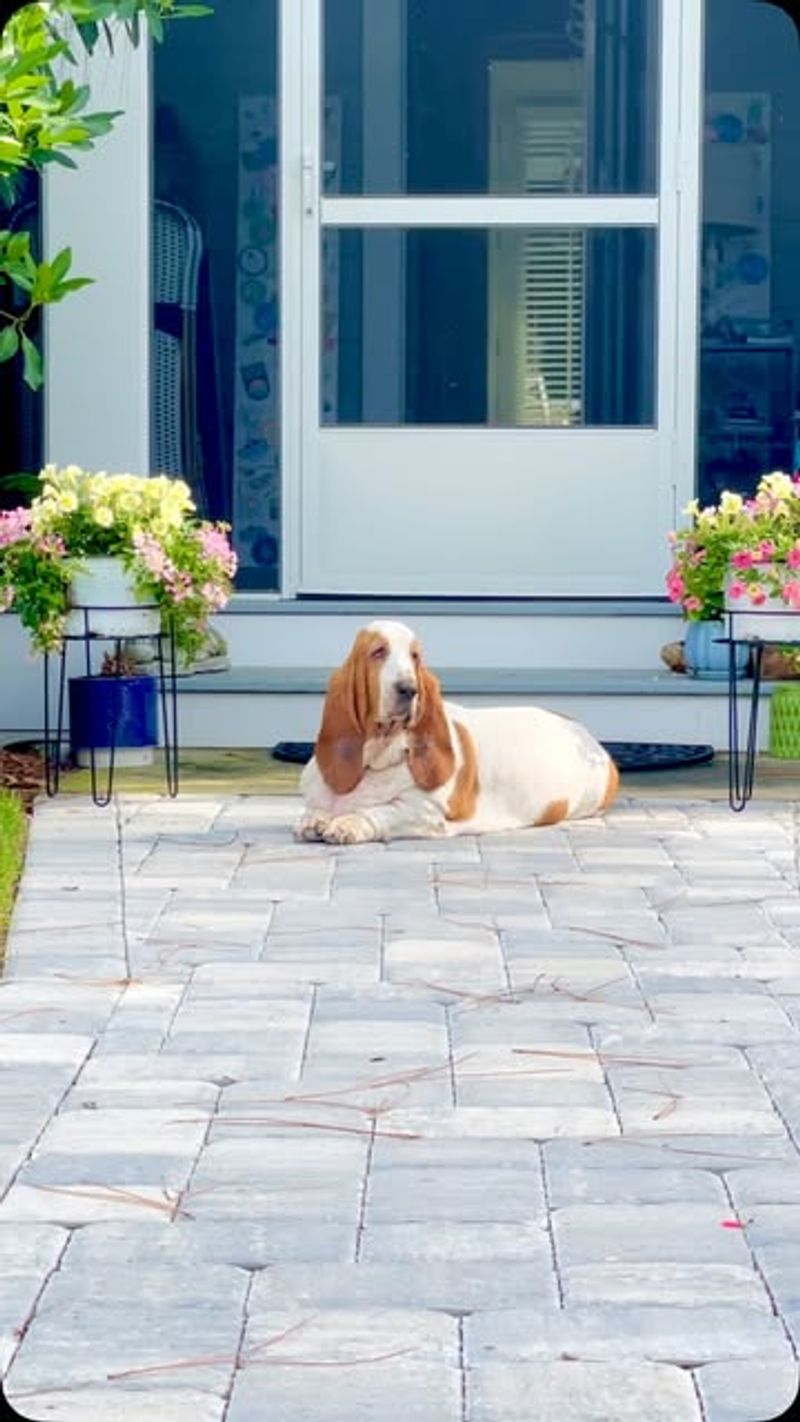 Basset Hound