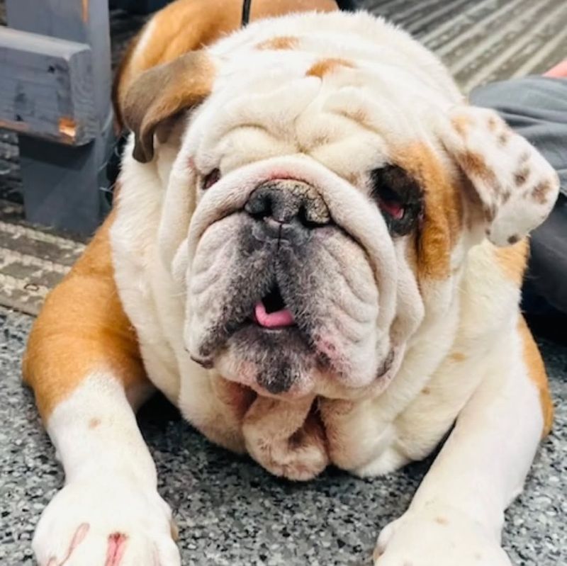 Bulldog