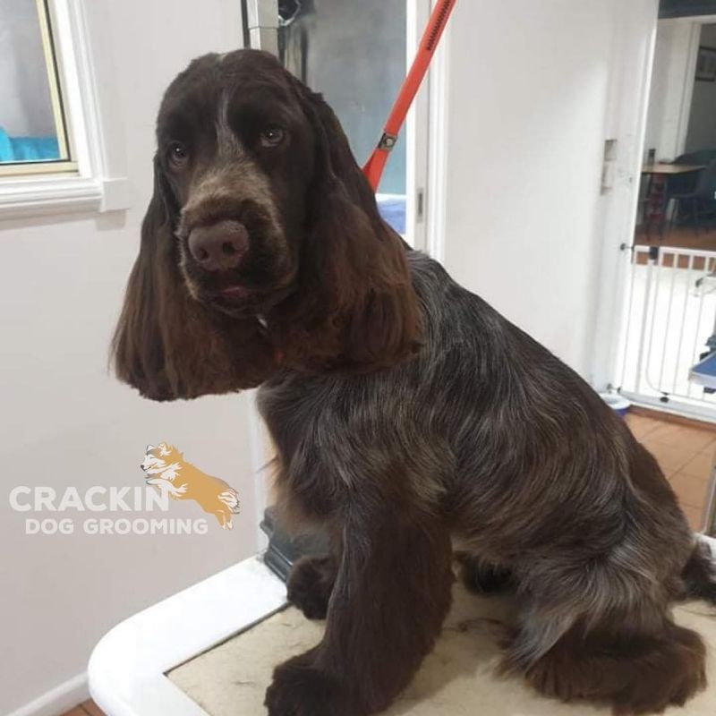 Cocker Spaniel