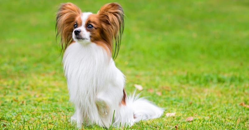 Papillon