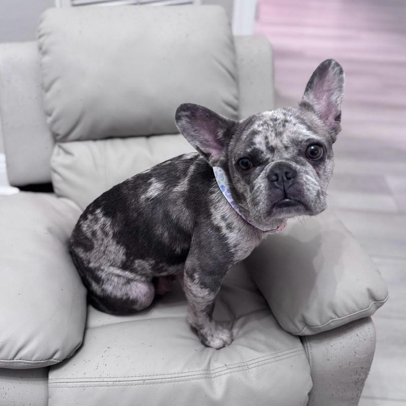 French Bulldog