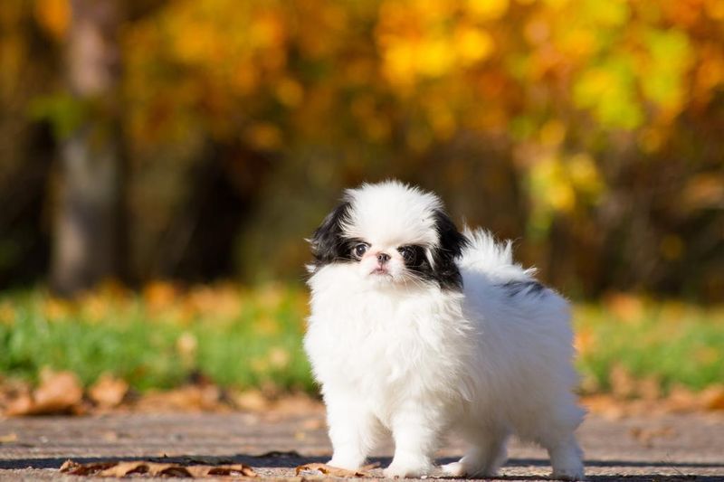 Japanese Chin