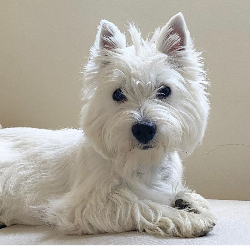 West Highland White Terrier