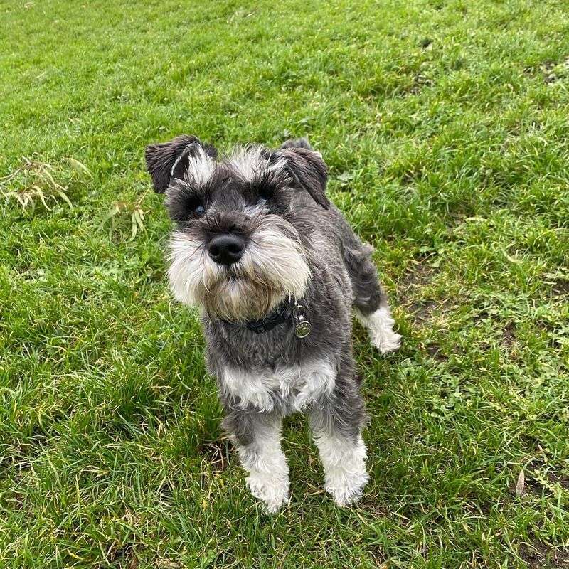 Miniature Schnauzer