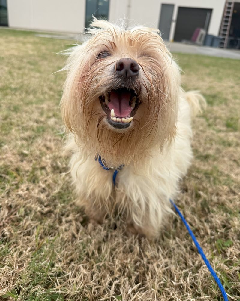 Maltese