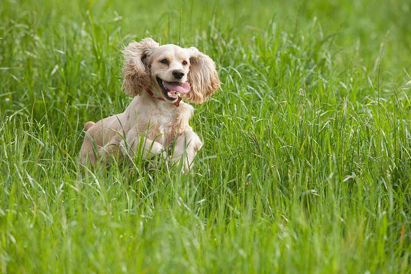 Cocker Spaniel
