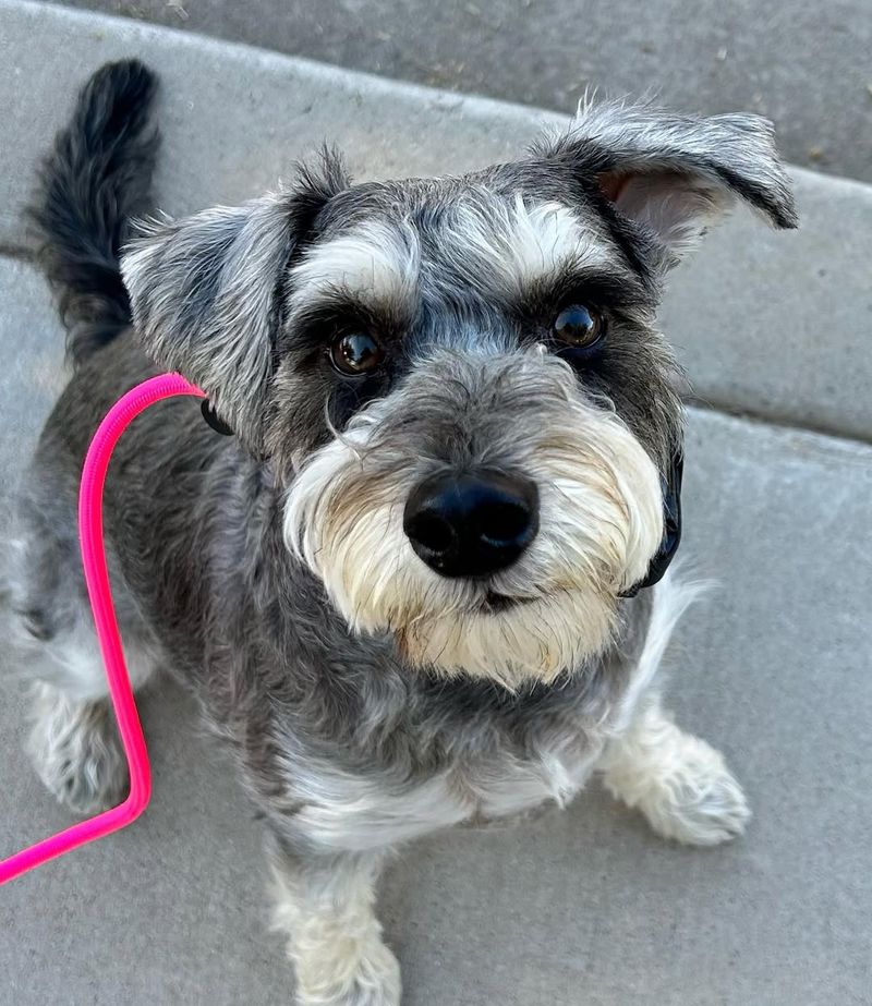 Miniature Schnauzer