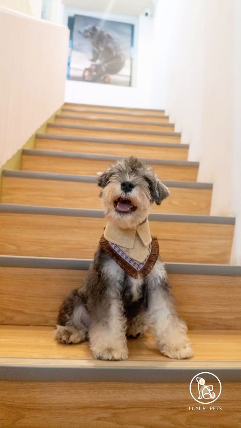 Schnauzer