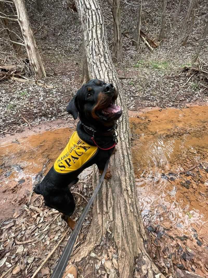 Riley the Resilient Rottweiler