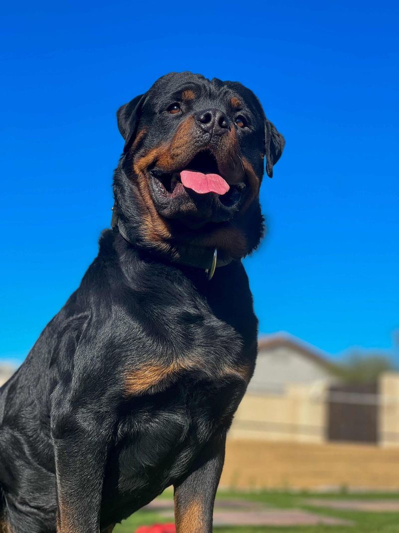 Rottweiler