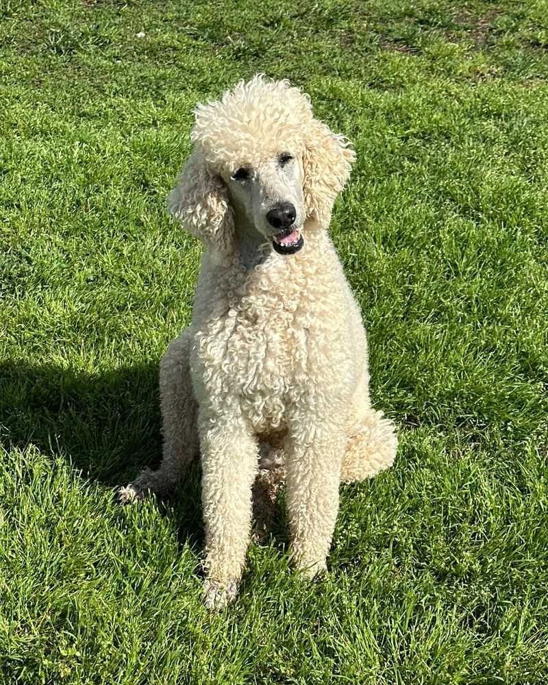 Poodle