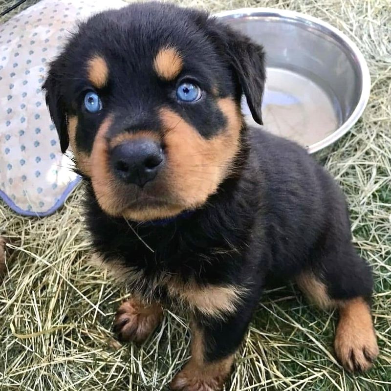 Rottweiler