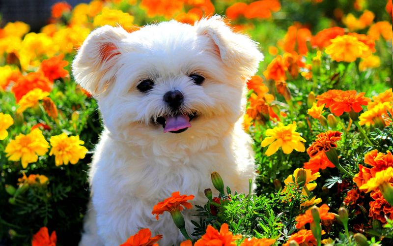 Shih Tzu-Poodle Mix (Shih-Poo)