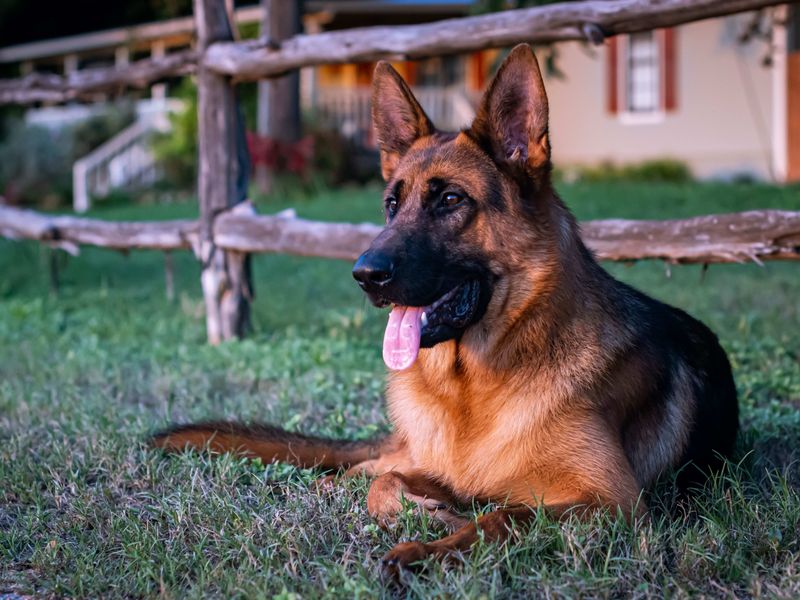 German Shepherd