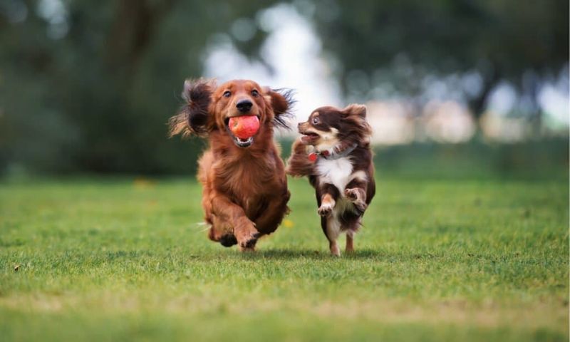 Visit to the Dog Park