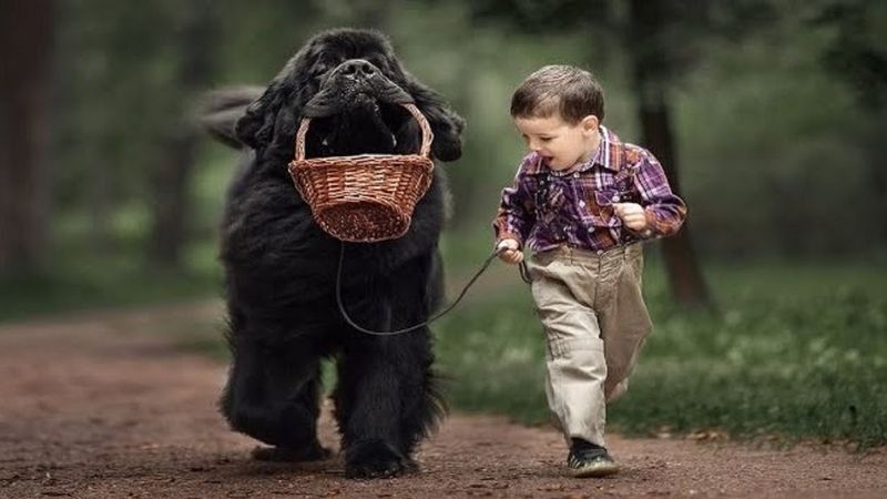 Gentle Giants
