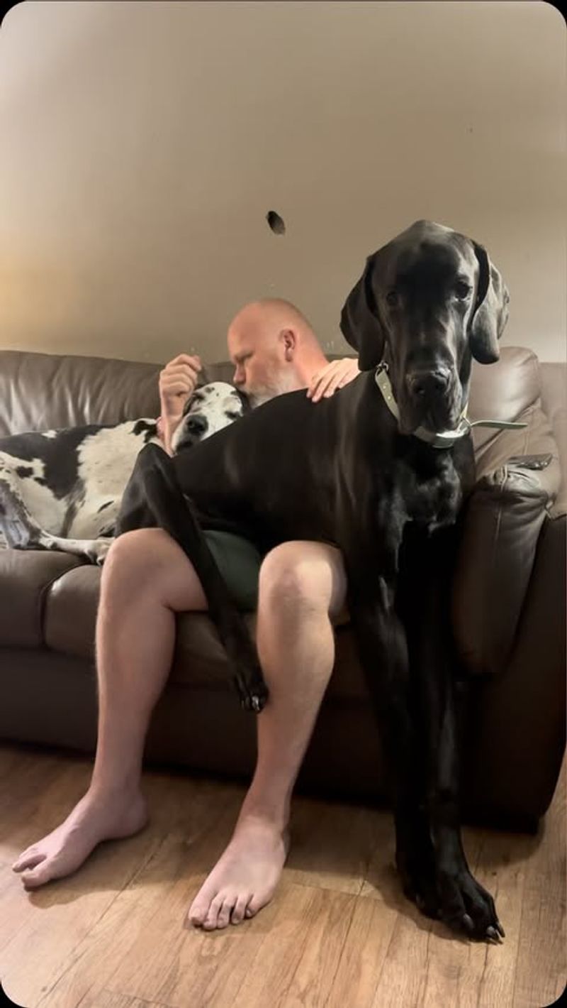 Great Dane