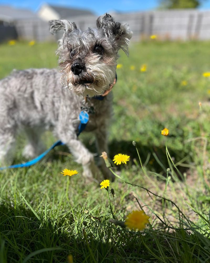Miniature Schnauzer