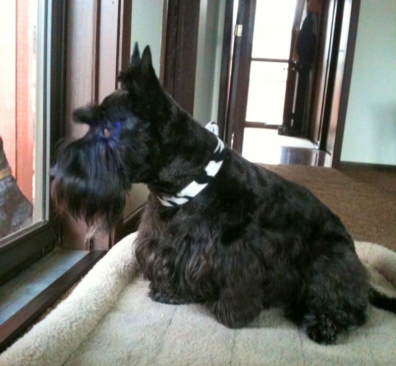 Scottish Terrier