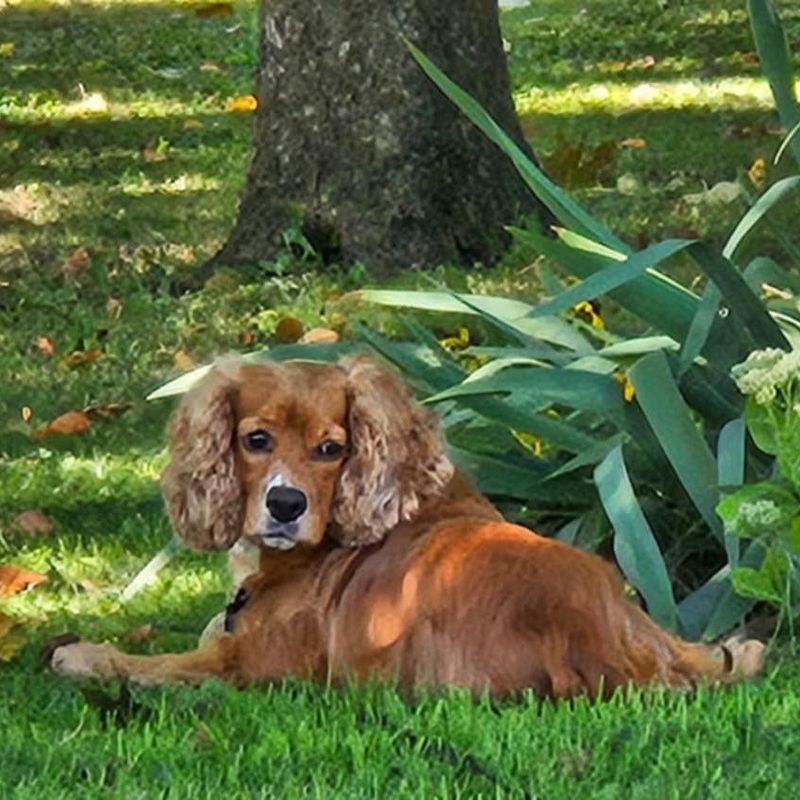 Cocker Spaniel