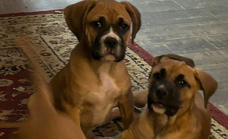 Boxer