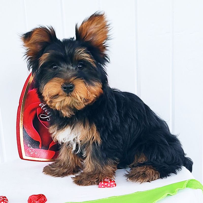 Yorkshire Terrier