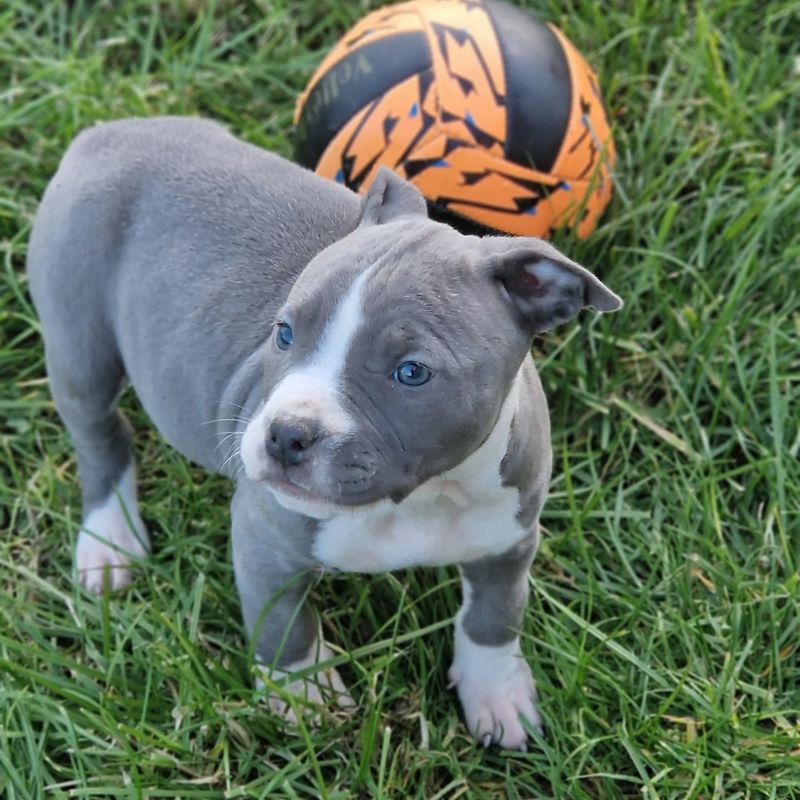 American Staffordshire Terrier