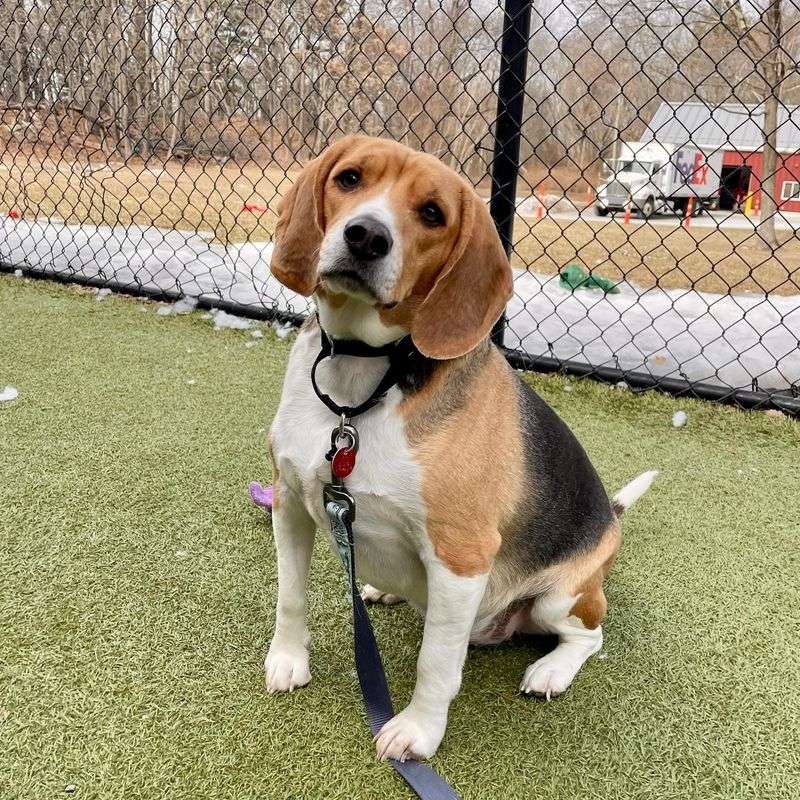 Beagle