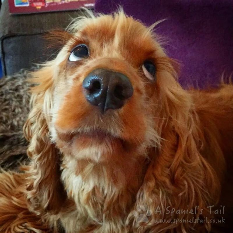 Cocker Spaniel