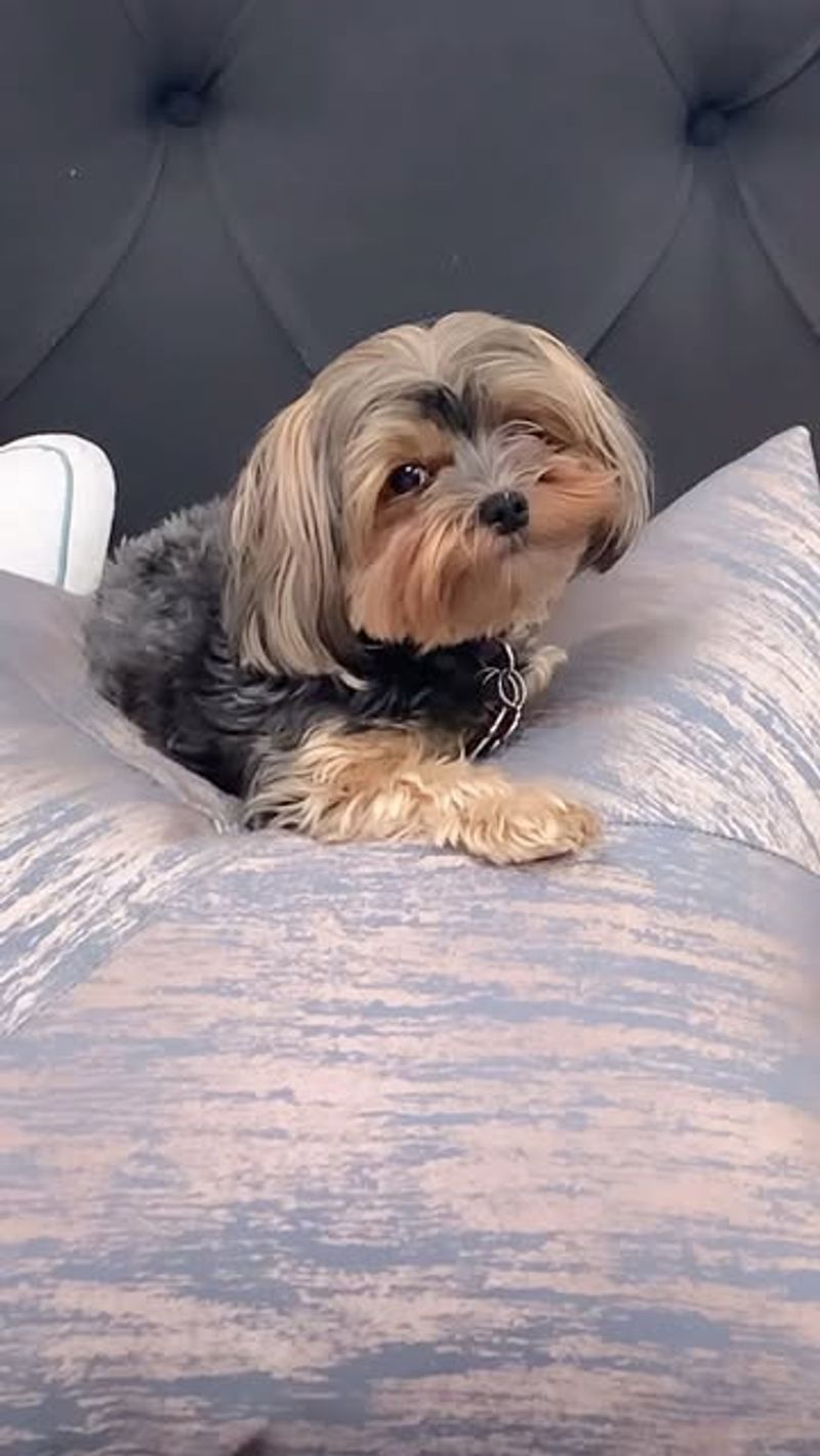 Shih Tzu